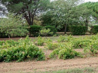 Holiday park Cogolin Environment 28