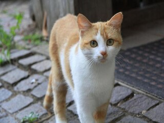 Ferienpark Saint-Aygulf  38