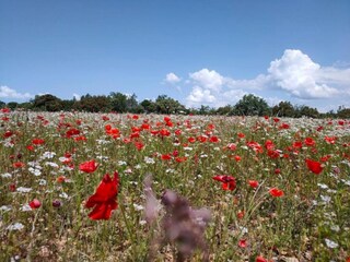 Vakantiepark Gordes Omgeving 23