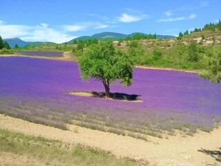 Parco vacanze Lacoste Ambiente 29