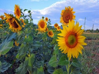 Parco vacanze Lacoste Ambiente 22