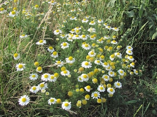 Kamile in den Dünen