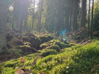 Ferienhaus Urshult  31