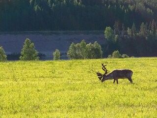 Holiday house Norrbotten  24