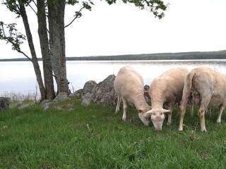 Ferienhaus Norrbotten  18