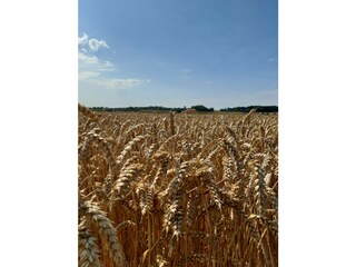 Holiday house Helsingborg  17