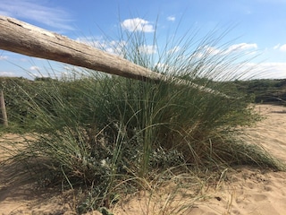 Noordwijk Dunes Puik en Duin