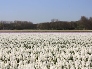 Appartamento per vacanze Noordwijk Ambiente 25