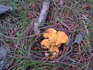 Ferienhaus Sollerön  12