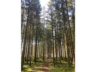 Ferienhaus Dalshult  22