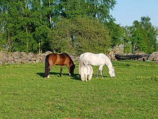 Ferienhaus Tingsryd  13