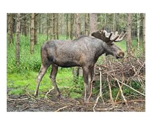 Holiday house Lönneberga  12