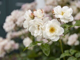 Roses in full splendour