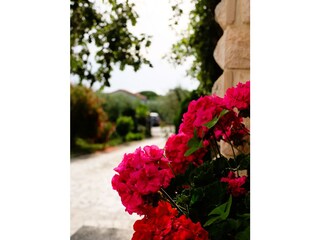 Holiday apartment Porec Outdoor Recording 11