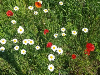 Blumen, Gräser , schöne Natur  in  der Umgebun