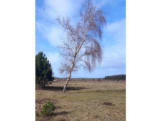 Cuxhavener Heide mit Wildpferden