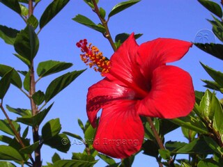 Hibiscos heißt das Gebiet wo Ihr Ferienhaus liegt....