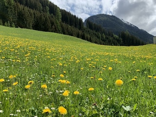 Wiese