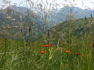 wandern-hiking