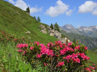 tiere-blumen (23)