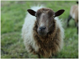 Kleintierfarm