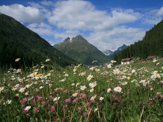 Blumenwiese in Galtür