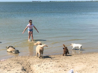 Hundestrand am Ijsselmeer