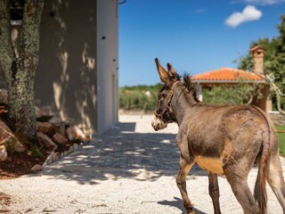 Villa Jadruhi Ambiente 22