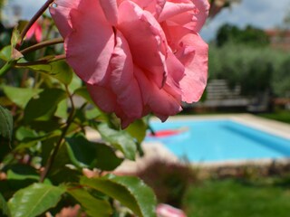 Villa Novigrad (Istrien) Registrazione all'aperto 9