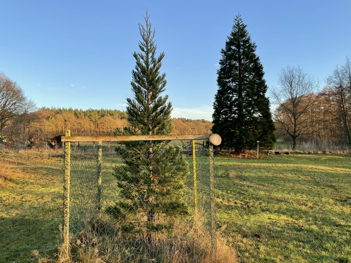 Unsere beiden stolzen Mammutbäume