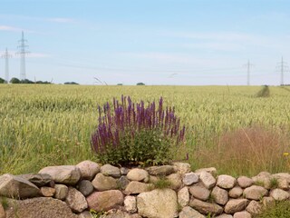 freier Blick in die Natur aus dem Garten