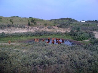 Holiday house Egmond aan Zee Environment 19