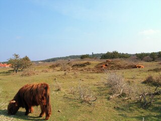 Vakantiehuis Bergen aan Zee Omgeving 29