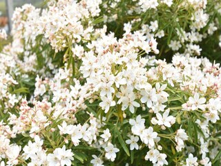 Holiday house Sainte-Cécile  39