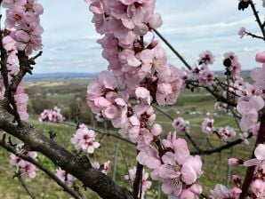 Appartement/Fewo, Bad, WC, Nichtraucher