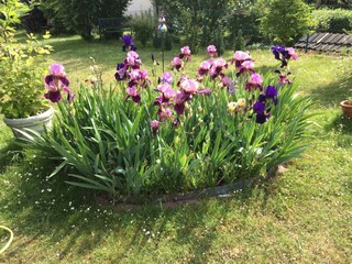 violette Schwetlilien