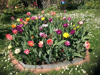 Tulpenblüte im FEWO Garten