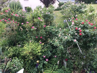 Appartement Deidesheim Kenmerken 37