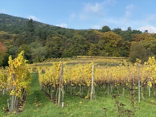 Weinberge Herbst