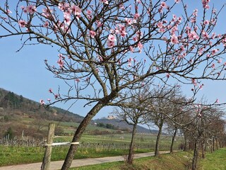 Appartamento Neustadt an der Weinstraße Registrazione all'aperto 7