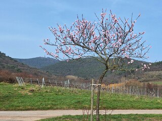 Apartamento Neustadt an der Weinstraße Grabación al aire libre 9