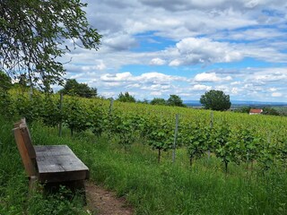 Appartement Neustadt an der Weinstraße Enregistrement extérieur 13
