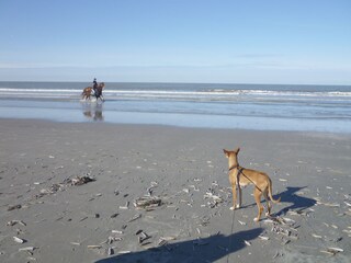 Vakantieappartement Buren Omgeving 25