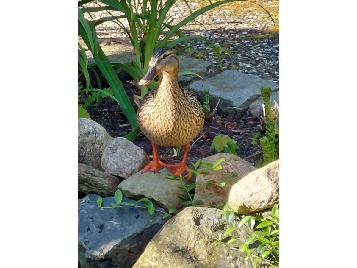 Besuch im Garten