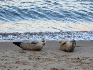 Appartamento Ostende Ambiente 28