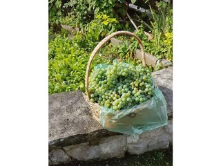 Trauben ernten im Garten von Casan