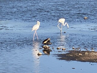 Appartamento per vacanze Porto San Paolo Ambiente 32