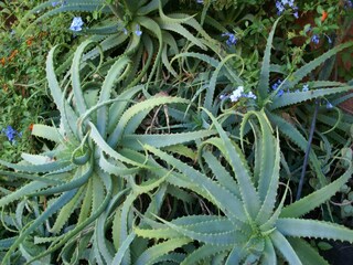 Villa Poggio-Mezzana  36