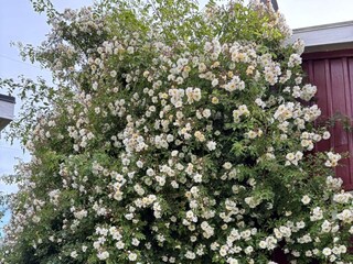 Vakantiehuis Stockholm Buitenaudio-opname 5