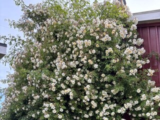 Holiday house Stockholm Outdoor Recording 3